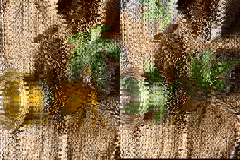 The differences between hemp and cannabis