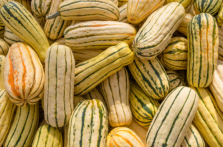 Courges Delicata pour cuisiner une courge d’hiver qui se mange en entier