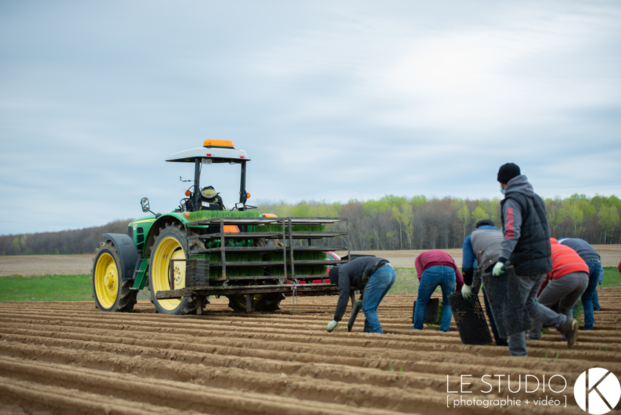 Gaspar, travailleur étranger chez Les Cultures de chez nous sur un tracteur pendant la plantation des poireaux