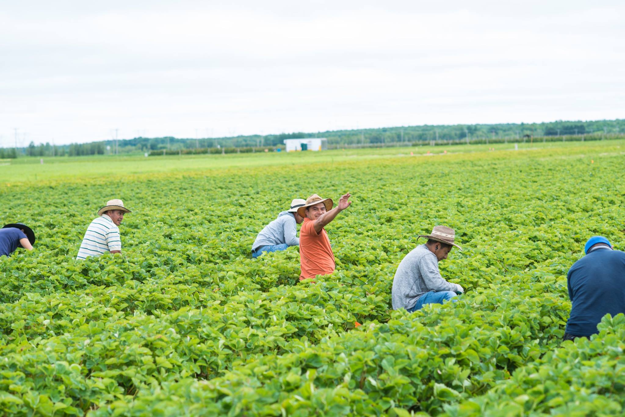 Travailleurs étrangers venant du Guatemala pour travailler sur la ferme de Les Cultures de chez nous