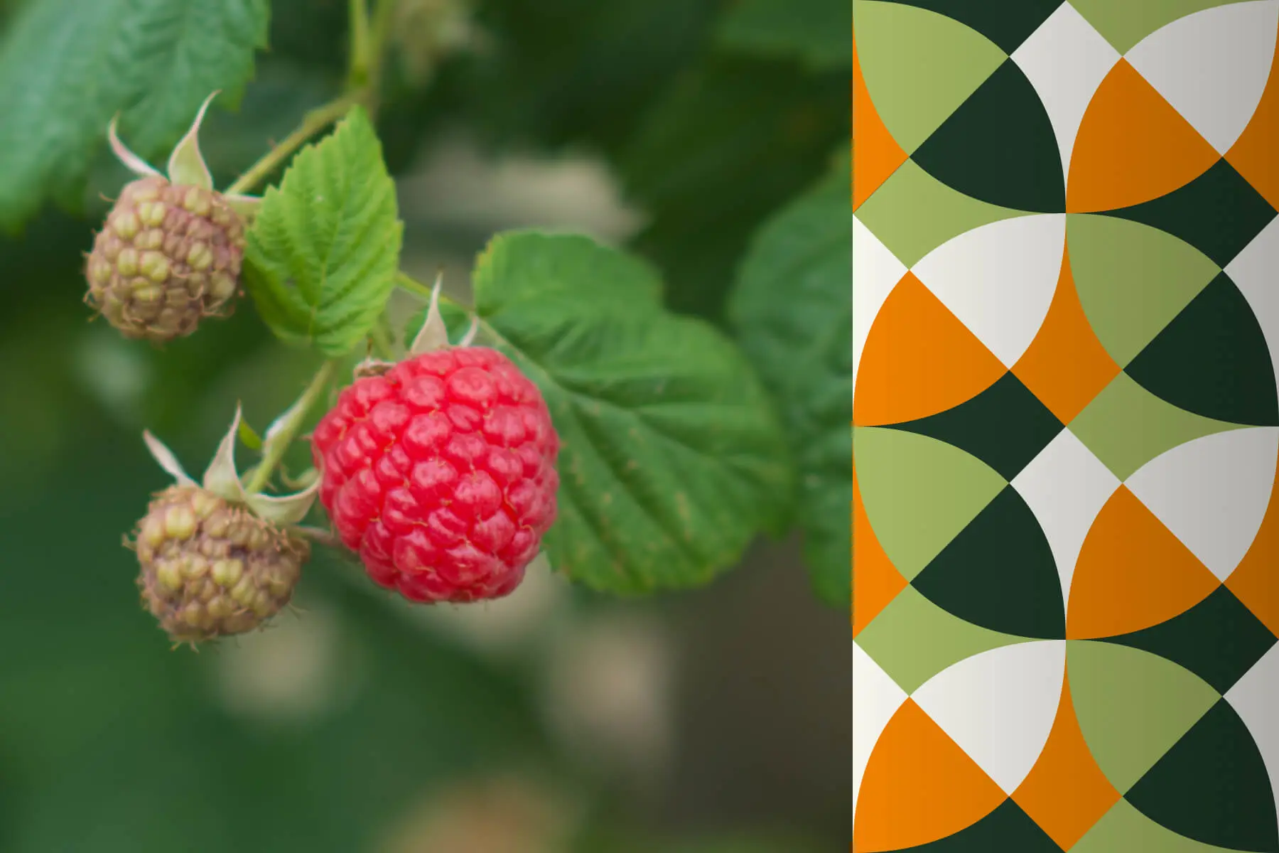 Pork fillets with raspberries sauce