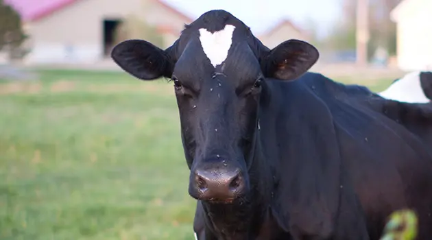 Are dairy product to forbid?