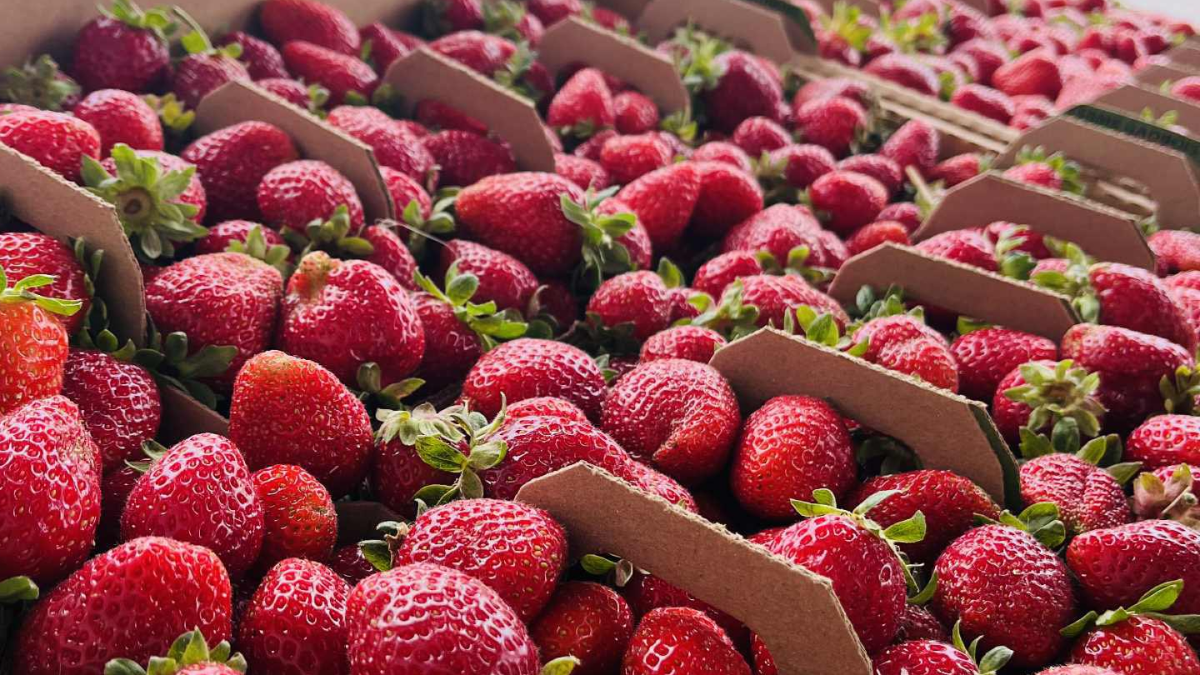 Pick your own strawberries, raspberries, and blueberries in our fields
