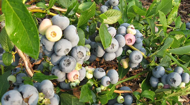 Nous devons prendre un surplus de vitamines