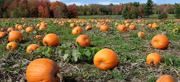 Family activity to do this Autumn