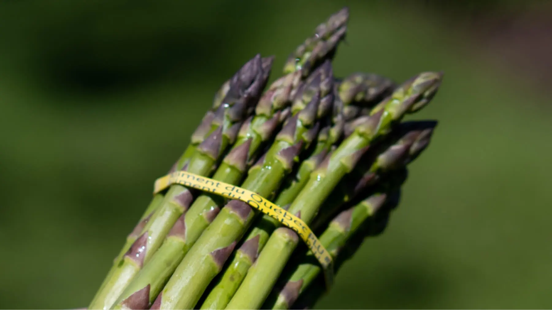 Asparagus