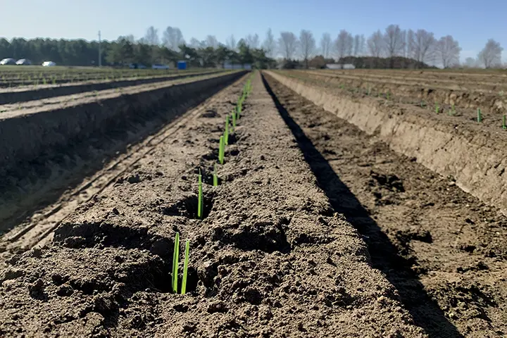 Semis de poireaux transplantés un par un dans les champs des Cultures de chez Nous à Sainte-Brigitte-des-Saults
