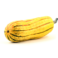 Delicata