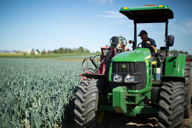 A complete guide to growing leeks: from sowing to harvesting