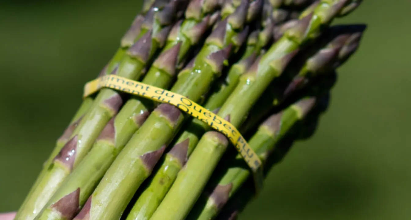 Asparagus