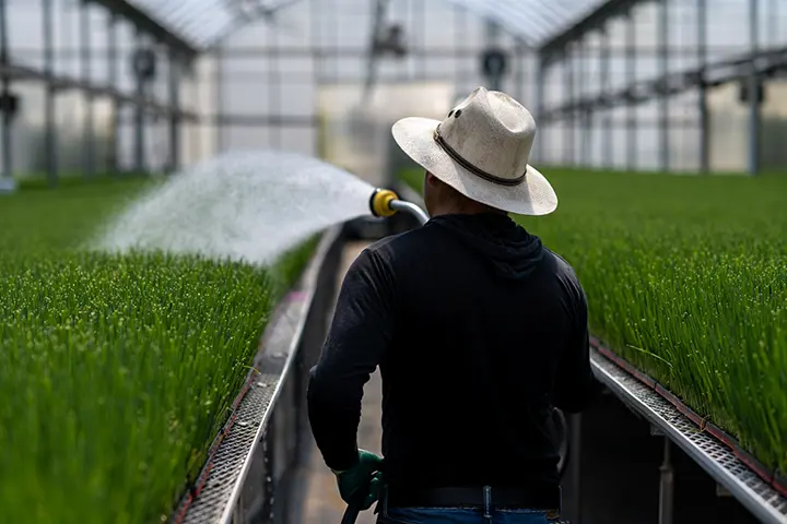 Travailleur à la ferme qui arrose et qui entretient les semis de poireaux dans les serres