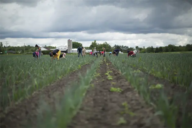 Notre équipe fait du désherbage manuel dans le champs
